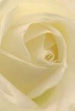 The image invites you into the quiet embrace of a cream-white rose, immersing your senses in its soft heart as if you're resting within its petals. Each unfolded layer spirals delicately, their feather-light texture conjuring the freshness of a Bethnal Green dawn after rainfall. Translucent ivory tones blend with gentle shadows, lending subtle depth to the composition and evoking tranquillity, much like a peaceful stroll past Victoria Park's rose beds at sunrise. As a local florist, I recognize in this bloom the purest symbol of reverence-a choice well-suited for expressing deep sympathy, heartfelt admiration, or the promise of new beginnings here in Bethnal Green. A delicate, sweet note of imagined fragrance lingers on the edge of memory, a testament to the artistic care that goes into every arrangement made for our community. This perspective captures not just the visual grace of the rose, but also the emotional sincerity behind giving or receiving such a meaningful flower on life's most significant days.